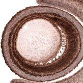 Monoclonal Anti-PAX6 antibody produced in mouse Prestige Antibodies&#174; Powered by Atlas Antibodies, clone CL5414, purified immunoglobulin, buffered aqueous glycerol solution