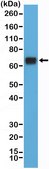 Anti-HSP70 Rabbit Monoclonal Antibody affinity purified immunoglobulin