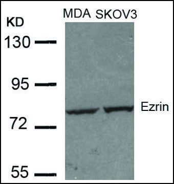 Anti-EZR (Ab-353) antibody produced in rabbit affinity isolated antibody