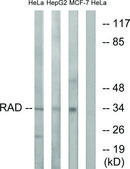 Anti-RAD antibody produced in rabbit affinity isolated antibody