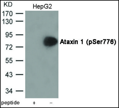 Anti-phospho-Ataxin 1 (pSer776) antibody produced in rabbit affinity isolated antibody