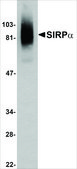 Anti-SIRP&#945; antibody produced in rabbit IgG fraction of antiserum, buffered aqueous solution
