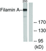 Anti-Filamin A antibody produced in rabbit affinity isolated antibody