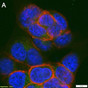 Anti-Raptor Antibody, clone 3F15 ZooMAb&#174; Rabbit Monoclonal recombinant, expressed in HEK 293 cells