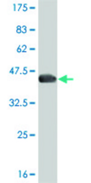 ANTI-T antibody produced in mouse clone 5C8, purified immunoglobulin, buffered aqueous solution