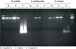 GenElute&#8482; Bacterial Genomic DNA Kits sufficient for 70&#160;purifications