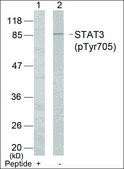Anti-phospho-STAT3 (pTyr705) antibody produced in rabbit affinity isolated antibody