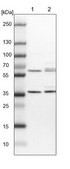 Anti-PEX19 antibody produced in rabbit Prestige Antibodies&#174; Powered by Atlas Antibodies, affinity isolated antibody, buffered aqueous glycerol solution