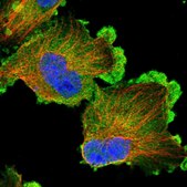 Anti-ERC1 antibody produced in rabbit Prestige Antibodies&#174; Powered by Atlas Antibodies, affinity isolated antibody, buffered aqueous glycerol solution, Ab2