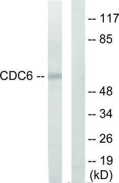 Anti-CDC6 antibody produced in rabbit affinity isolated antibody