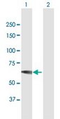 Anti-IMPDH1 antibody produced in mouse purified immunoglobulin, buffered aqueous solution