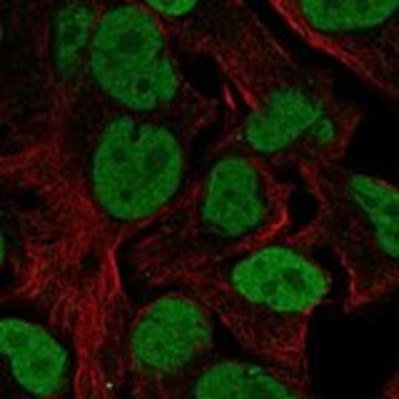 Anti-FOXK2 antibody produced in rabbit Prestige Antibodies&#174; Powered by Atlas Antibodies, affinity isolated antibody, buffered aqueous glycerol solution