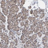 Anti-SCRN2 antibody produced in rabbit Prestige Antibodies&#174; Powered by Atlas Antibodies, affinity isolated antibody, buffered aqueous glycerol solution, Ab1