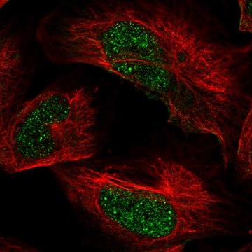 Anti-ARID2 antibody produced in rabbit Prestige Antibodies&#174; Powered by Atlas Antibodies, affinity isolated antibody