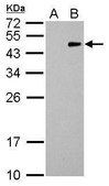 Monoclonal Anti-RFP antibody produced in mouse clone GT1610, affinity isolated antibody