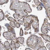Anti-SLC1A5 antibody produced in rabbit Prestige Antibodies&#174; Powered by Atlas Antibodies, affinity isolated antibody, buffered aqueous glycerol solution