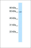 Anti-ARNTL2 antibody produced in rabbit affinity isolated antibody