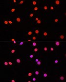 Anti-DiMethyl-DNMT3A-K44 antibody produced in rabbit
