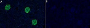 Anti-Podocalyxin Antibody, clone 1E13 ZooMAb&#174; Rabbit Monoclonal recombinant, expressed in HEK 293 cells