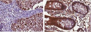 Anti-phospho-Rsk1 (Thr359/Ser363) Antibody from rabbit, purified by affinity chromatography