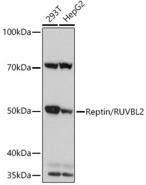 Anti-Reptin/RUVBL2 Antibody, clone 3U4L10, Rabbit Monoclonal