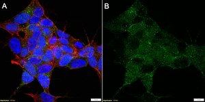 Anti-CHRM4 Antibody, clone 18C7.2 ZooMAb&#174; Mouse Monoclonal recombinant, expressed in HEK 293 cells