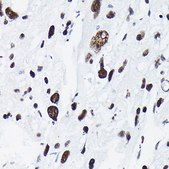 Anti-Phospho-c-Jun-T91 antibody produced in rabbit