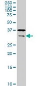 Monoclonal Anti-HEYL antibody produced in mouse clone 4A11, purified immunoglobulin, buffered aqueous solution