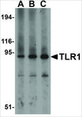 Anti-TLR1 (ab1) antibody produced in rabbit affinity isolated antibody, buffered aqueous solution