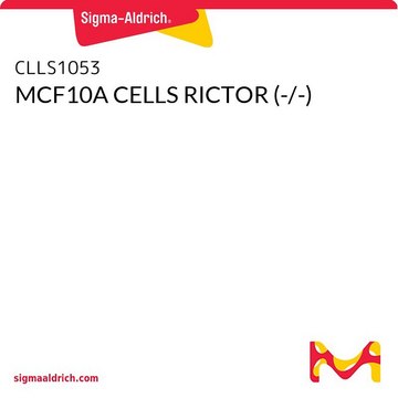 MCF10A CELLS RICTOR (-/-)
