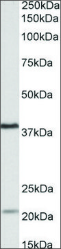 Anti-KLHDC8B antibody produced in goat affinity isolated antibody, buffered aqueous solution