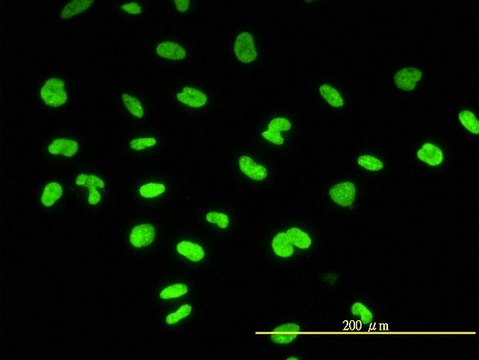 Monoclonal Anti-CBX3 antibody produced in mouse clone 1G12-1D9, purified immunoglobulin, buffered aqueous solution