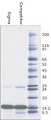 Cytochrome c from equine heart BioUltra, &#8805;99% (SDS-PAGE), powder, suitable for mammalian cell culture
