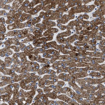 Anti-ILDR1 antibody produced in rabbit Prestige Antibodies&#174; Powered by Atlas Antibodies, affinity isolated antibody, buffered aqueous glycerol solution