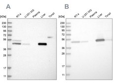 Anti-PCYT2 antibody produced in rabbit Prestige Antibodies&#174; Powered by Atlas Antibodies, affinity isolated antibody, buffered aqueous glycerol solution, Ab1