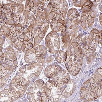 Anti-AGAP4 antibody produced in rabbit Prestige Antibodies&#174; Powered by Atlas Antibodies, affinity isolated antibody, buffered aqueous glycerol solution