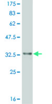 ANTI-HES2 antibody produced in mouse clone 2G6, purified immunoglobulin, buffered aqueous solution