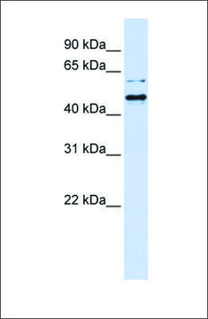 Anti-TUB (ab1) antibody produced in rabbit affinity isolated antibody