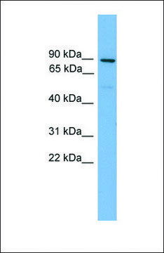 Anti-MFN1 antibody produced in rabbit affinity isolated antibody