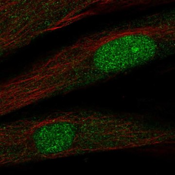 Anti-TWIST2 antibody produced in rabbit Prestige Antibodies&#174; Powered by Atlas Antibodies, affinity isolated antibody