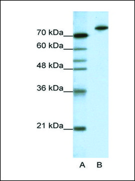 Anti-KLHL3 antibody produced in rabbit IgG fraction of antiserum