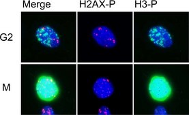 Anti-phospho-Histone H3 (Ser10) Antibody, Mitosis Marker Upstate&#174;, from rabbit