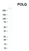 Anti-POLQ (C-terminal) antibody produced in rabbit affinity isolated antibody