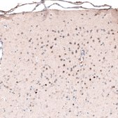 Monoclonal Anti-POU3F2 antibody produced in mouse Prestige Antibodies&#174; Powered by Atlas Antibodies, clone CL6228, purified immunoglobulin, buffered aqueous glycerol solution