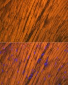 Anti-ACTN2 Antibody, clone 2P7E6, Rabbit Monoclonal