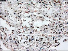 Anti-Oct-4 Antibody, clone 9B7 clone 9B7, from mouse