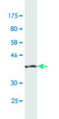 Monoclonal Anti-SUMO1 antibody produced in mouse clone 3D7, purified immunoglobulin, buffered aqueous solution