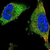 Anti-FNTA antibody produced in rabbit Prestige Antibodies&#174; Powered by Atlas Antibodies, affinity isolated antibody, buffered aqueous glycerol solution