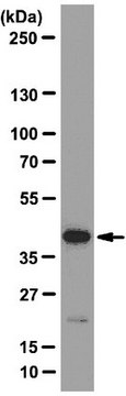 Anti-eIF4A3 Antibody, clone 3F1 clone 3 F 1, from mouse