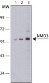 Anti-NMD3 antibody produced in rabbit ~1.0&#160;mg/mL, affinity isolated antibody
